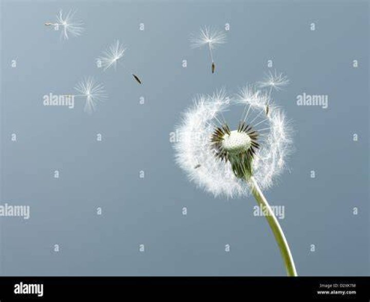 Dandelion Seeds