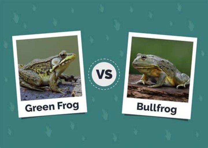 The Bullfrog - RGL-80